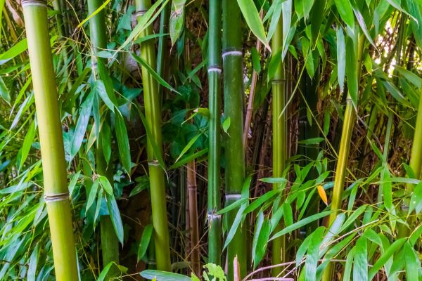Cost of Bamboo Trimming in Matthews