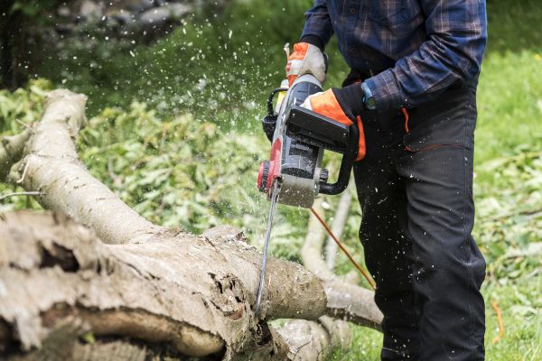 Cost of Branch Removal Service in Matthews
