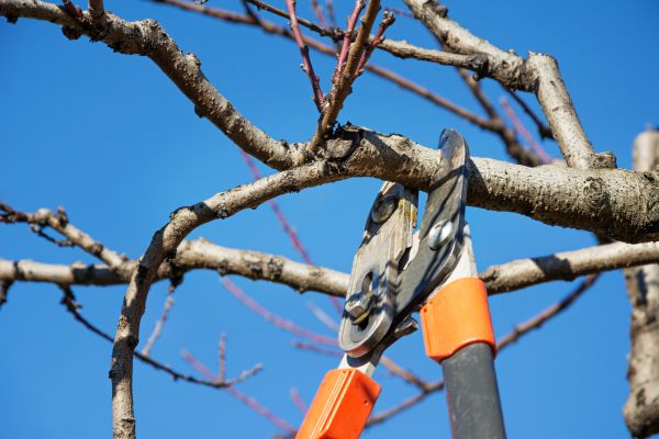 Residential Tree Service in Matthews