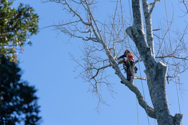Cost of Tree Topping Service in Matthews