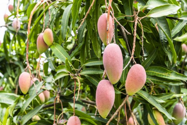 Cost of Mango Tree Trimming in Matthews