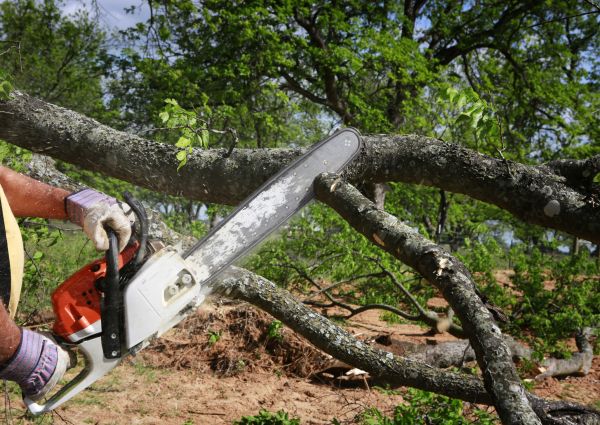 Cost of Tree Branch Cutting in Matthews