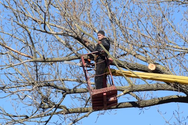 Cost of Emergency Tree Trimming in Matthews
