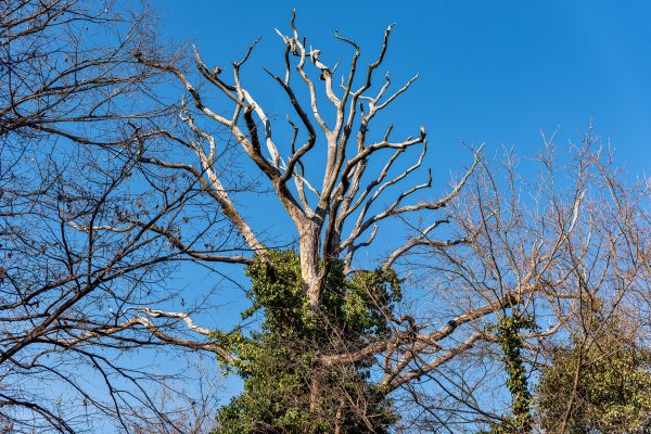 Cost of Deadwood Removal in Matthews