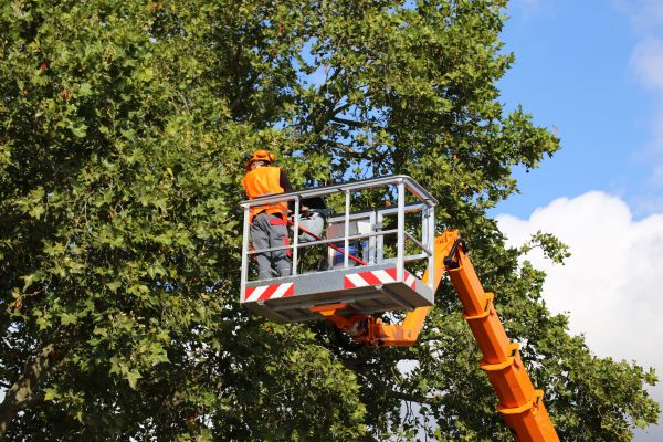 Commercial Tree Service in Matthews