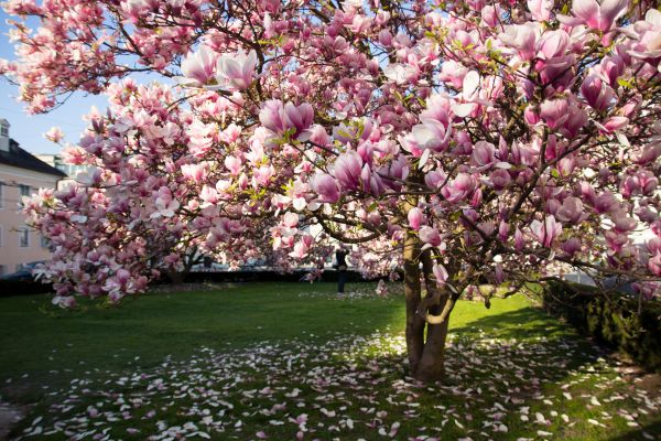 Cost of Magnolia Tree Pruning in Matthews