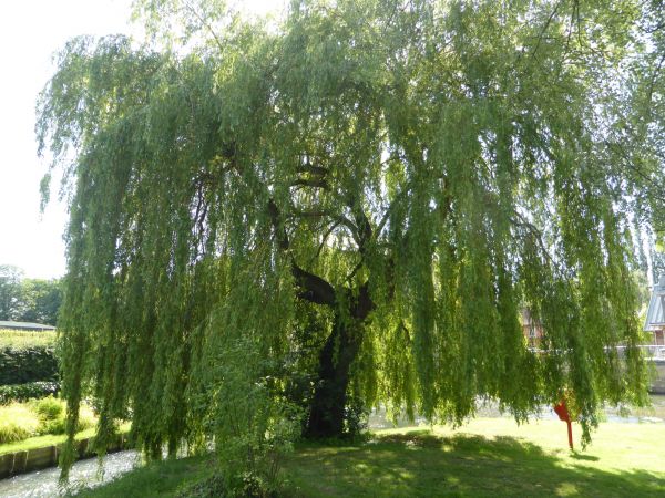 Cost of Willow Tree Trimming in Matthews