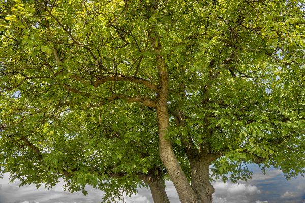 Cost of Walnut Tree Trimming in Matthews