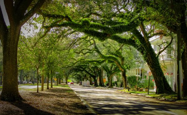 Cost of Tree Canopy Thinning in Matthews