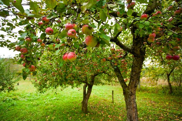 Cost of Apple Tree Pruning in Matthews