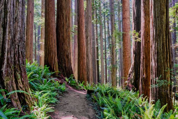 Cost of Redwood Tree Trimming in Matthews