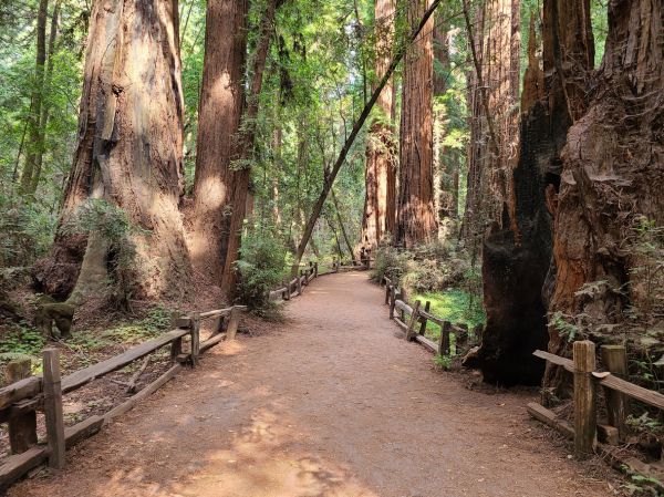 Cost of Redwood Tree Pruning in Matthews