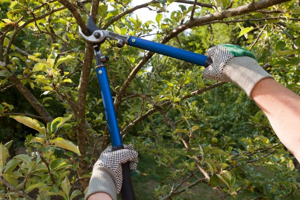 Cost of Residential Tree Pruning in Matthews