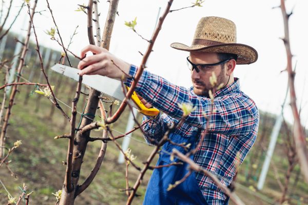 Cost of Orchard Tree Pruning in Matthews