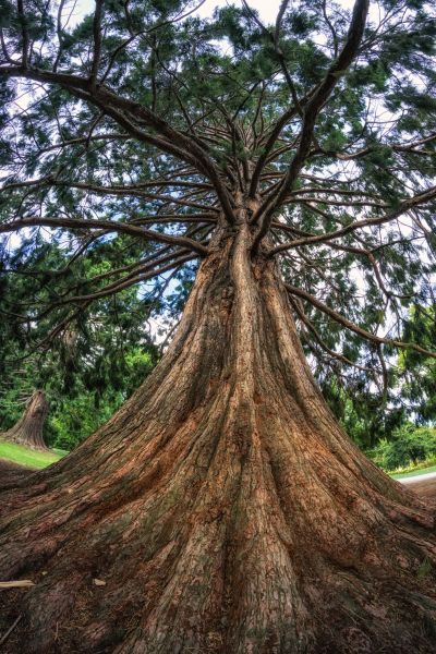 Cost of Cedar Tree Pruning in Matthews