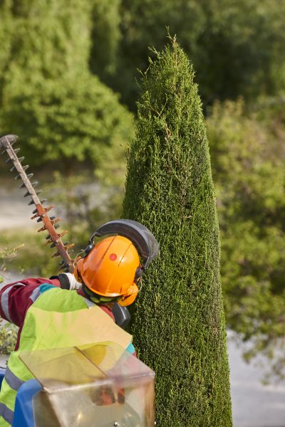 Cost of Cypress Tree Trimming in Matthews