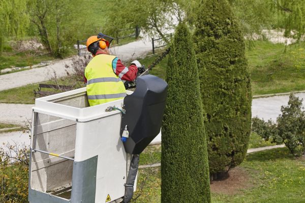 Cost of Cypress Tree Pruning in Matthews