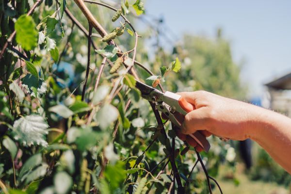 Cost of Birch Tree Pruning in Matthews