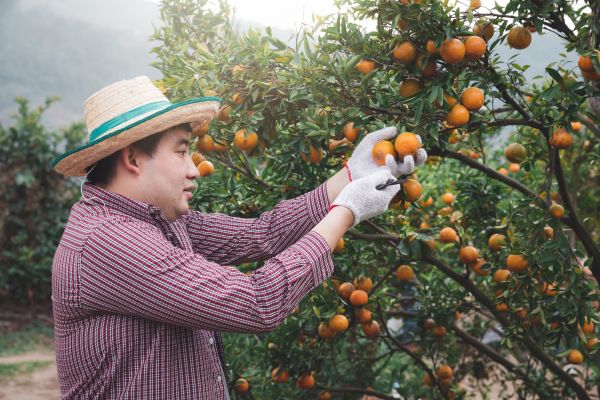 Cost of Orange Tree Pruning in Matthews