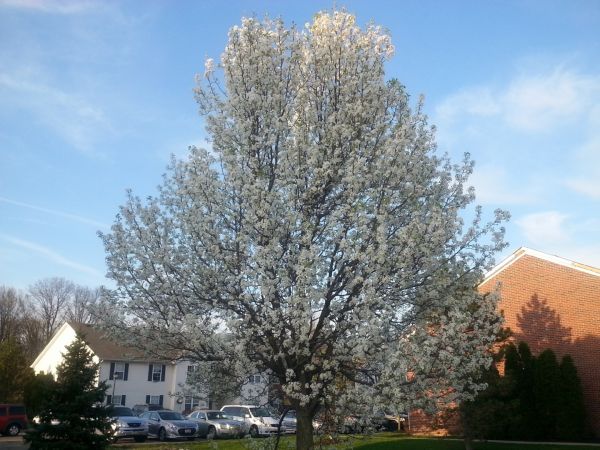 Cost of Bradford Pear Tree Pruning in Matthews