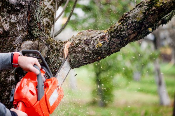 Cost of Branch Cutting Service in Matthews