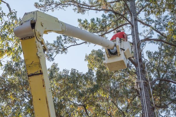 Cost of Limbs Trimming in Matthews
