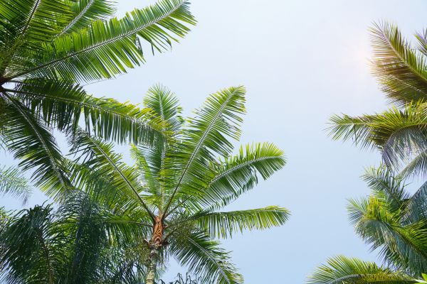Cost of Queen Palm Tree Trimming in Matthews