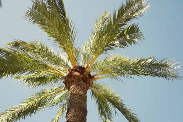 Cost of Queen Palm Pruning in Matthews