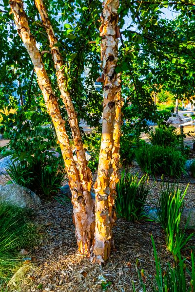 Cost of River Birch Trimming in Matthews