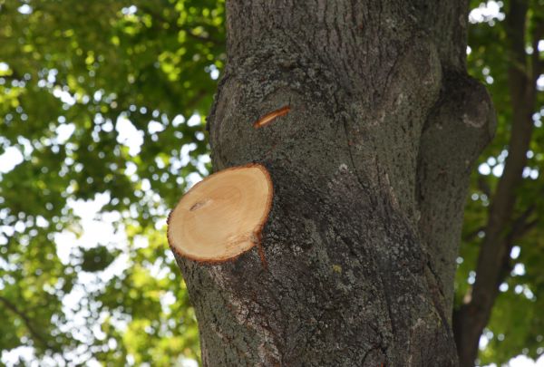 Cost of Limb Cutting in Matthews