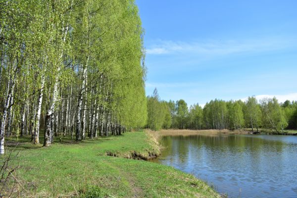Cost of River Birch Pruning in Matthews