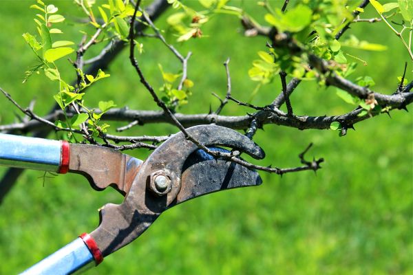 Cost of Branches Pruning in Matthews