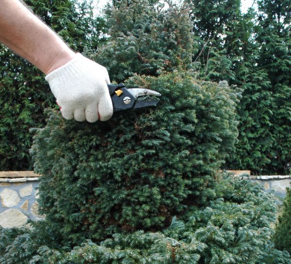 Cost of Ornamental Tree Trimming in Matthews