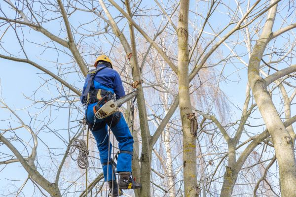 Cost of Large Tree Trimming in Matthews