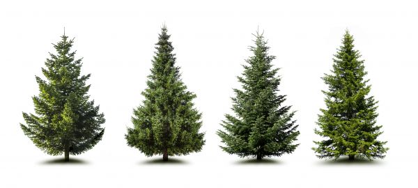 Cost of Pine Tree Trimming in Matthews