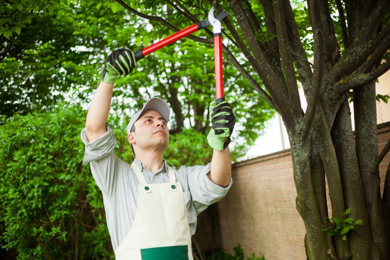 Expert Arborist Pruning