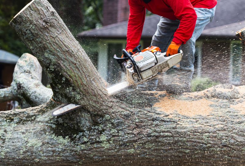 Safe Tree Removal Equipment