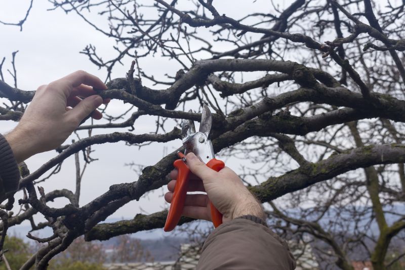Winter Dormant Pruning
