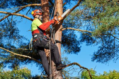 Certified Arborists in Matthews